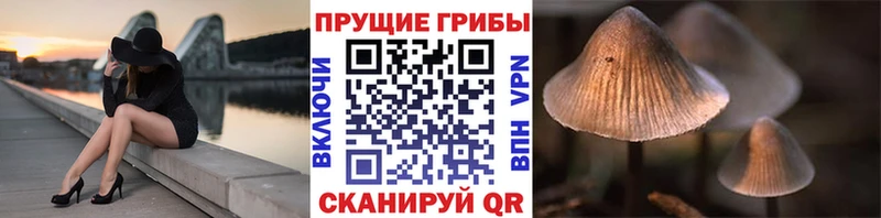 Псилоцибиновые грибы Psilocybe купить hydra онион Гаджиево